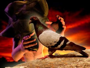 Pigeon.jpg